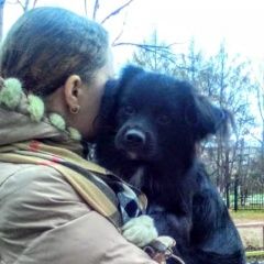 Подробнее об объявлении «Пропала собака кобель Хабаровск» Фото: пропала собака  «Пропала собака кобель Хабаровск» в г. Хабаровск