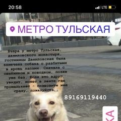 Подробнее об объявлении «Пропала собака Москва» Фото: пропала собака  «Пропала собака Москва» в г. Москва
