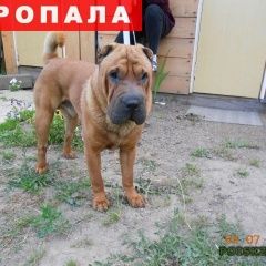 Подробнее об объявлении «Пропала собака кобель Новосибирск» Фото: пропала собака Шар-пей «Пропала собака кобель Новосибирск» в г. Новосибирск