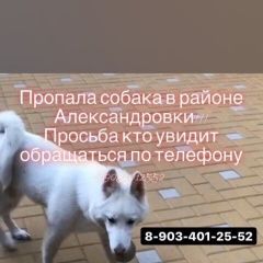 Подробнее об объявлении «Ростов-на-Дону Пропала собака» Фото: пропала собака Сибирская хаски «Ростов-на-Дону Пропала собака» в г. Ростов-на-Дону
