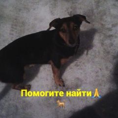 Подробнее об объявлении «Ростов-на-Дону Пропала собака» Фото: пропала собака  «Ростов-на-Дону Пропала собака» в г. Ростов-на-Дону