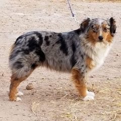 Подробнее об объявлении «Пропала собака 31 марта 2020г. Симферополь» Фото: пропала собака  «Пропала собака 31 марта 2020г. Симферополь» в г. Симферополь