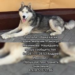 Подробнее об объявлении «Ростов-на-Дону Пропала собака кобель» Фото: пропала собака Сибирская хаски «Ростов-на-Дону Пропала собака кобель» в г. Ростов-на-Дону