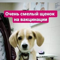 Подробнее об объявлении «Краснодар Пропала собака кобель щенок» Фото: пропала собака  «Краснодар Пропала собака кобель щенок» в г. Краснодар
