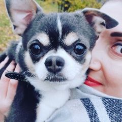 Подробнее об объявлении «Пропала собака кобель зовут федя Москва» Фото: пропала собака Чихуахуа «Пропала собака кобель зовут федя Москва» в г. Москва