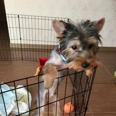 Подробнее об объявлении «Пропала собака кобель йорк в е Егорьевск» Фото: пропала собака Йоркширский терьер «Пропала собака кобель йорк в е Егорьевск» в г. Егорьевск