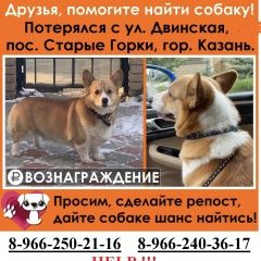 Подробнее об объявлении «Казань Пропала собака кобель 03февр корги-мальчик 3года» Фото: пропала собака Вельш корги «Казань Пропала собака кобель 03февр...» в г. Казань