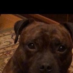 Подробнее об объявлении «Лобня Пропала собака кобель станция некрасовская, стафбуль» Фото: пропала собака Стаффордширский бультерьер «Лобня Пропала собака кобель станция...» в г. Лобня