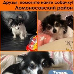 Подробнее об объявлении «Пропала собака Санкт-Петербург» Фото: пропала собака Чихуахуа «Пропала собака Санкт-Петербург» в г. Санкт-Петербург