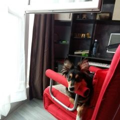 Подробнее об объявлении «Красноярск Пропала собака» Фото: пропала собака  «Красноярск Пропала собака» в г. Красноярск