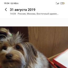 Подробнее об объявлении «Пропала собака кобель Владимир» Фото: пропала собака Йоркширский терьер «Пропала собака кобель Владимир» в г. Владимир