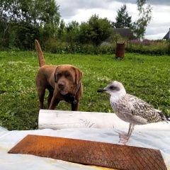 Подробнее об объявлении «Пропала собака кобель Санкт-Петербург» Фото: пропала собака Лабрадор ретривер «Пропала собака кобель Санкт-Петербург» в г. Санкт-Петербург