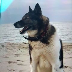 Подробнее об объявлении «Калининград (Кенигсберг) Пропала собака кобель» Фото: пропала собака Западно-сибирская лайка «Калининград (Кенигсберг) Пропала собака кобель» в г. Калининград (Кенигсберг)