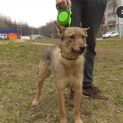 Подробнее об объявлении «Пропала собака кобель микки (остин) Королев» Фото: пропала собака  «Пропала собака кобель микки (остин) Королев» в г. Королев