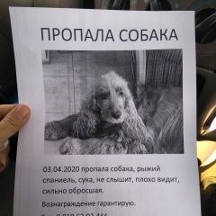 Подробнее об объявлении «Ростов-на-Дону Пропала собака» Фото: пропала собака Американский кокер-спаниель «Ростов-на-Дону Пропала собака» в г. Ростов-на-Дону