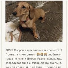 Подробнее об объявлении «Ростов-на-Дону Пропала собака» Фото: пропала собака Такса «Ростов-на-Дону Пропала собака» в г. Ростов-на-Дону