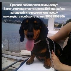 Подробнее об объявлении «Ростов-на-Дону Пропала собака кобель» Фото: пропала собака Такса «Ростов-на-Дону Пропала собака кобель» в г. Ростов-на-Дону