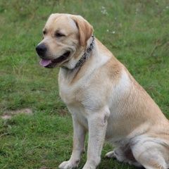 Подробнее об объявлении «Пропала собака кобель Смоленск» Фото: пропала собака Лабрадор ретривер «Пропала собака кобель Смоленск» в г. Смоленск