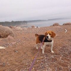 Подробнее об объявлении «Пропала собака кобель бигль Санкт-Петербург» Фото: пропала собака Бигль «Пропала собака кобель бигль Санкт-Петербург» в г. Санкт-Петербург