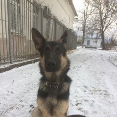 Подробнее об объявлении «Ярославль Пропала собака кобель нем.овчарка, кабель» Фото: пропала собака Немецкая овчарка «Ярославль Пропала собака кобель нем.овчарка,...» в г. Ярославль
