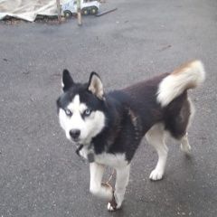 Подробнее об объявлении «Краснодар Пропала собака кобель ищем второй месяц.» Фото: пропала собака Сибирская хаски «Краснодар Пропала собака кобель ищем второй месяц.» в г. Краснодар