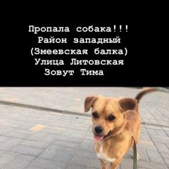 Подробнее об объявлении «Ростов-на-Дону Пропала собака» Фото: пропала собака  «Ростов-на-Дону Пропала собака» в г. Ростов-на-Дону