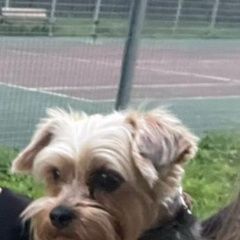 Подробнее об объявлении «Пропала собака кобель Ступино» Фото: пропала собака Йоркширский терьер «Пропала собака кобель Ступино» в г. Ступино