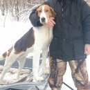 Подробнее об объявлении «Большие Березники Пропала собака кобель» Фото: пропала собака  «Большие Березники Пропала собака кобель» в г. Большие Березники