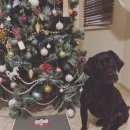 Подробнее об объявлении «Сертолово Пропала собака кобель вознаграждение» Фото: пропала собака Лабрадор ретривер «Сертолово Пропала собака кобель вознаграждение» в г. Сертолово