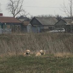 Подробнее об объявлении «Урюпинск Пропала собака порода русская гончая» Фото: пропала собака Гончая «Урюпинск Пропала собака порода русская гончая» в г. Урюпинск