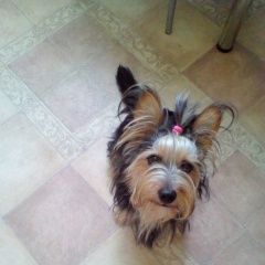 Подробнее об объявлении «Пропала собака Ульяновск» Фото: пропала собака Йоркширский терьер «Пропала собака Ульяновск» в г. Ульяновск