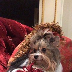 Подробнее об объявлении «Высокая Гора Пропала собака» Фото: пропала собака Йоркширский терьер «Высокая Гора Пропала собака» в г. Высокая Гора