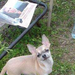 Подробнее об объявлении «Подольск Пропала собака чихуахуа» Фото: пропала собака Чихуахуа «Подольск Пропала собака чихуахуа» в г. Подольск