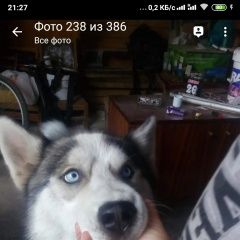 Подробнее об объявлении «Пропала собака кобель пожалуйста помогите найти Симферополь» Фото: пропала собака Сибирская хаски «Пропала собака кобель пожалуйста помогите найти...» в г. Симферополь