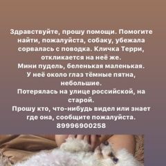 Подробнее об объявлении «Ростов-на-Дону Пропала собака» Фото: пропала собака Пудель «Ростов-на-Дону Пропала собака» в г. Ростов-на-Дону
