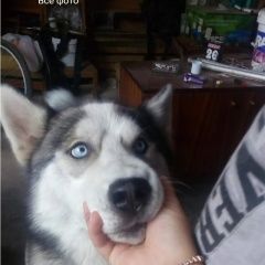 Подробнее об объявлении «Пропала собака хаски Симферополь» Фото: пропала собака  «Пропала собака хаски Симферополь» в г. Симферополь