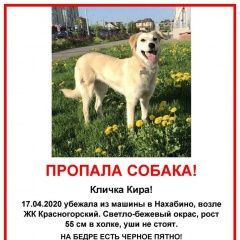Подробнее об объявлении «Пропала собака кира Красногорск» Фото: пропала собака  «Пропала собака кира Красногорск» в г. Красногорск