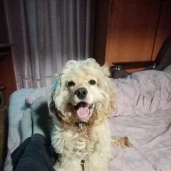 Подробнее об объявлении «Барнаул Пропала собака кокер -спаниель» Фото: пропала собака Американский кокер-спаниель «Барнаул Пропала собака кокер -спаниель» в г. Барнаул