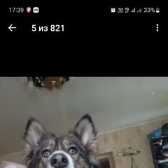 Подробнее об объявлении «Тула Пропала собака помогите найти» Фото: пропала собака  «Тула Пропала собака помогите найти» в г. Тула