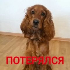 Подробнее об объявлении «Благовещенск (Амурская обл.) Пропала собака кобель» Фото: пропала собака Английский кокер-спаниель «Благовещенск (Амурская обл.) Пропала собака кобель» в г. Благовещенск (Амурская обл.)