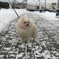 Подробнее об объявлении «Пропала собака кобель шпиц по кличке лелик Москва» Фото: пропала собака Померанский шпиц «Пропала собака кобель шпиц по кличке лелик Москва» в г. Москва
