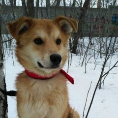 Подробнее об объявлении «Пропала собака кобель щенок-подросток Екатеринбург» Фото: пропала собака  «Пропала собака кобель щенок-подросток Екатеринбург» в г. Екатеринбург