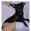 Подробнее об объявлении «Челябинск Пропала собака той-терьер г.» Фото: пропала собака Той-терьер «Челябинск Пропала собака той-терьер г.» в г. Челябинск