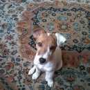 Подробнее об объявлении «Луховицы Пропала собака» Фото: пропала собака  «Луховицы Пропала собака» в г. Луховицы