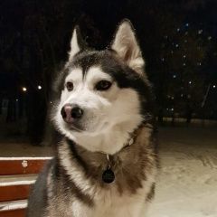 Подробнее об объявлении «Пропала собака кобель хаски кобель Солнечногорск» Фото: пропала собака Сибирская хаски «Пропала собака кобель хаски кобель Солнечногорск» в г. Солнечногорск
