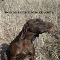 Подробнее об объявлении «Пропала собака курцхаар Коктебель» Фото: пропала собака Курцхаар «Пропала собака курцхаар Коктебель» в г. Коктебель