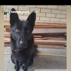 Подробнее об объявлении «Батайск Пропала собака» Фото: пропала собака Немецкая овчарка «Батайск Пропала собака» в г. Батайск