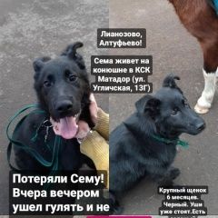 Подробнее об объявлении «Пропала собака кобель пёс Москва» Фото: пропала собака  «Пропала собака кобель пёс Москва» в г. Москва