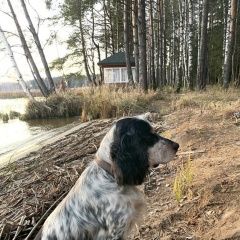 Подробнее об объявлении «Пропала собака кобель Городец» Фото: пропала собака  «Пропала собака кобель Городец» в г. Городец
