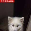 Подробнее об объявлении «Киржач Пропала собака» Фото: пропала собака Самоедская лайка «Киржач Пропала собака» в г. Киржач